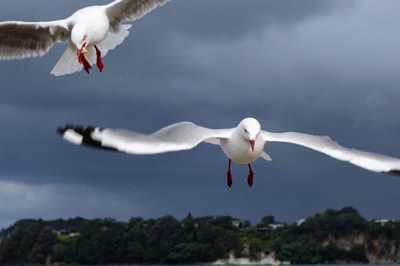 study in newzealand